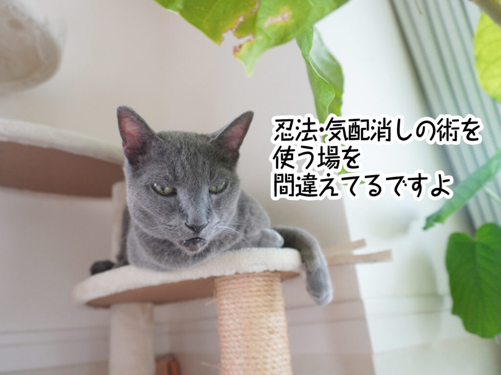 忍法・気配消しの術を使う場を間違えてるですよ