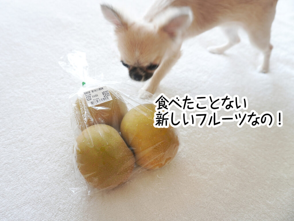 食べたことない新しいフルーツなの!