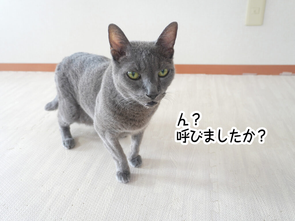 ん?呼びましたか?