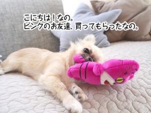 こにちは！なの。ピンクのお友達、買ってもらったなの。