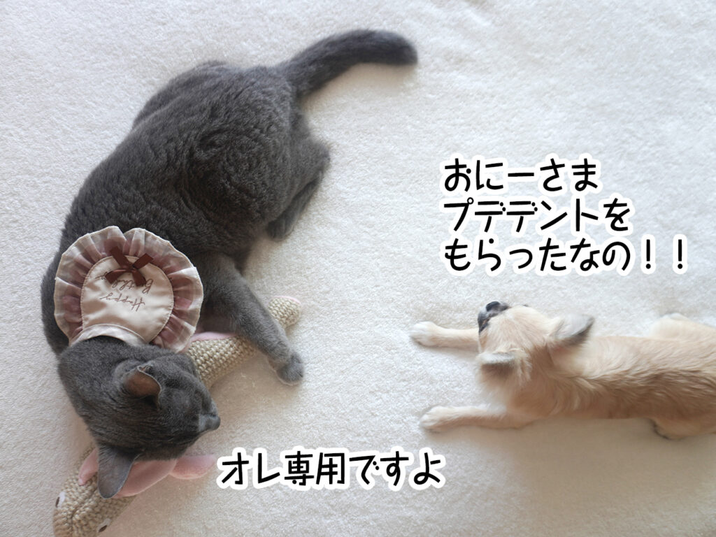 おにーさまプデデントをもらったなの!!