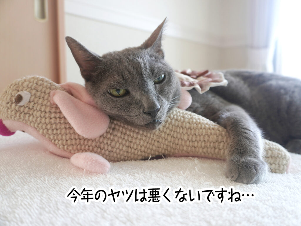 今年のヤツは悪くないですね…