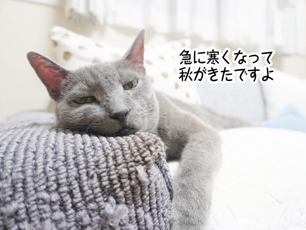 急に寒くなって秋がきたですよ
