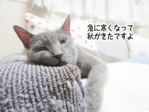 急に寒くなって秋がきたですよ