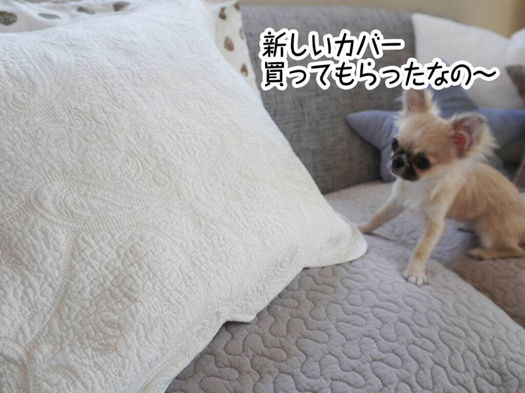 新しいカバー買ってもらったなの~