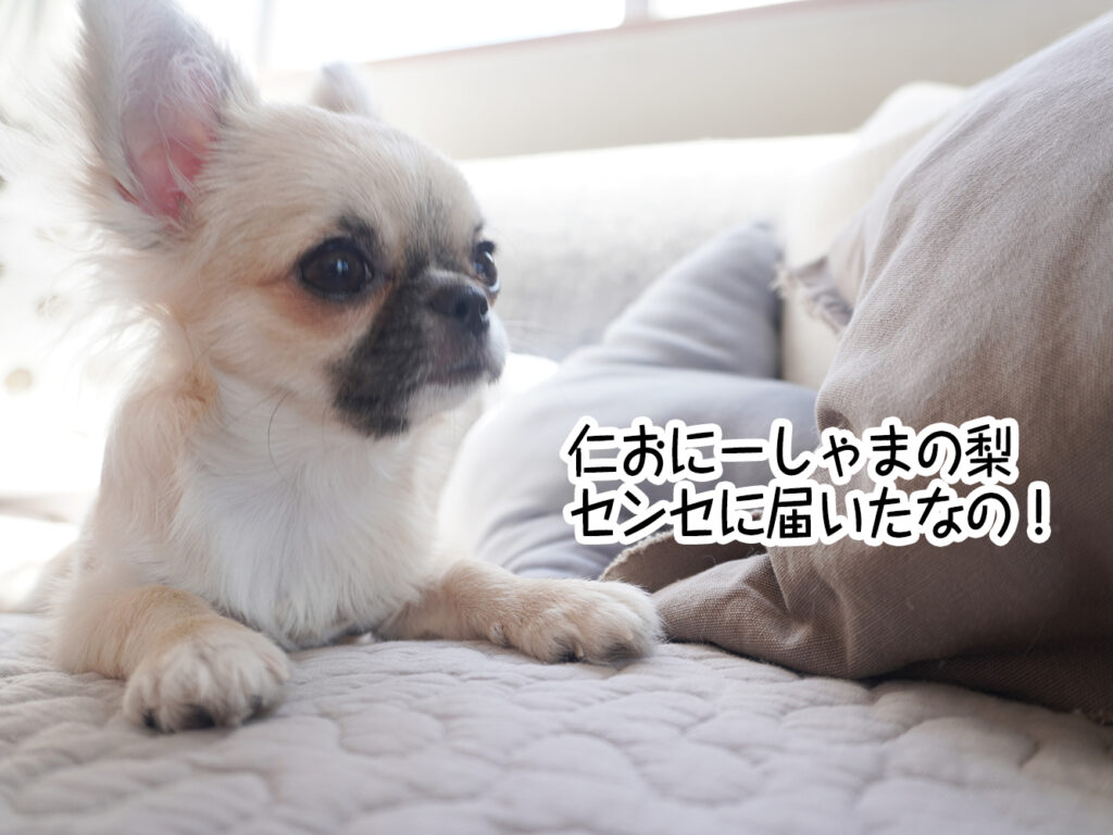 仁おにーしゃまの梨センセに届いたなの!