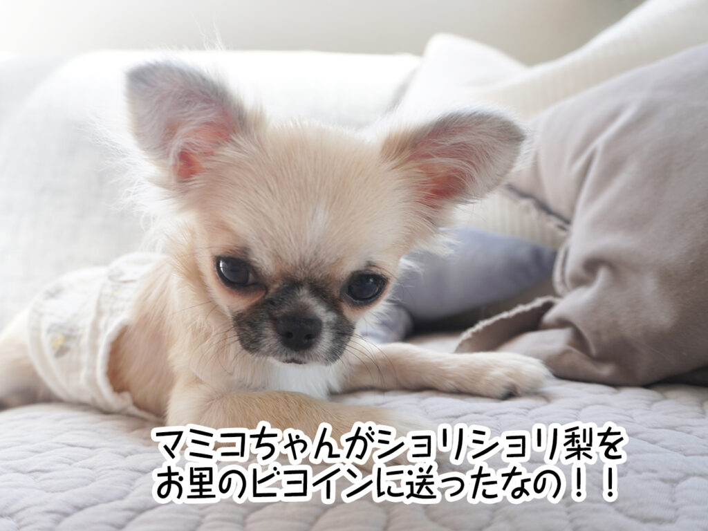 マミコちゃんがショリショリ梨を、お里のビヨインに送ったなの!!