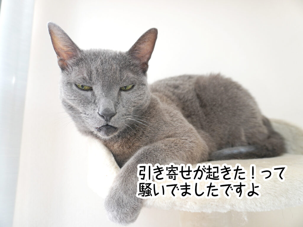 引き寄せが起きた!って騒いでましたですよ