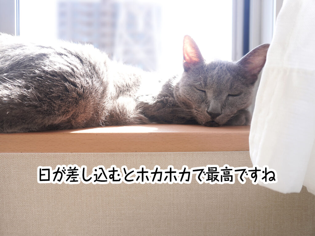 日が差し込むとホカホカで最高ですね