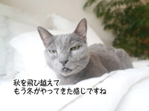 秋を飛び越えて もう冬がやってきた感じですね