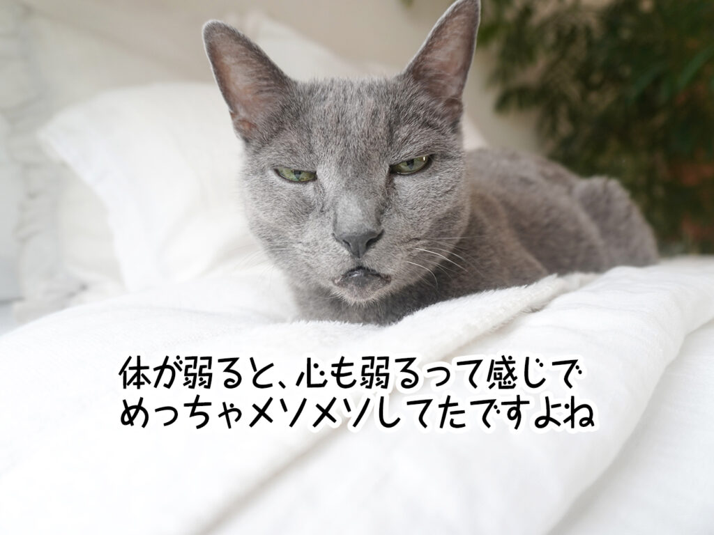 体が弱ると、心も弱るって感じでめっちゃメソメソしてたですよね