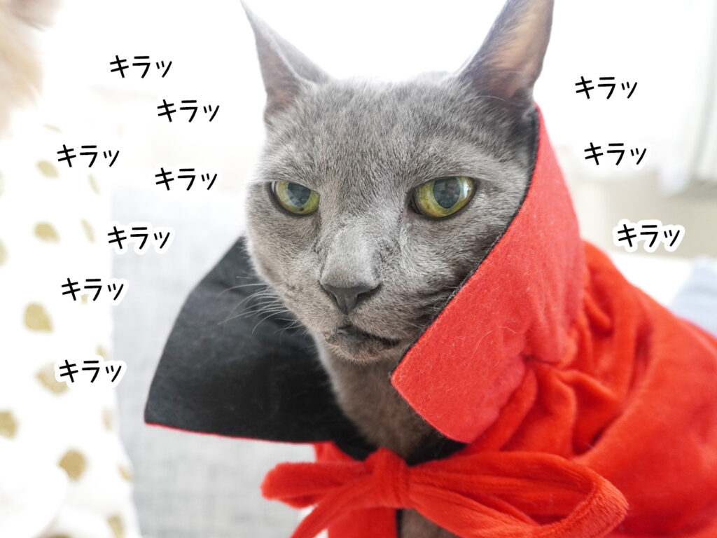 キラッ・キラッ