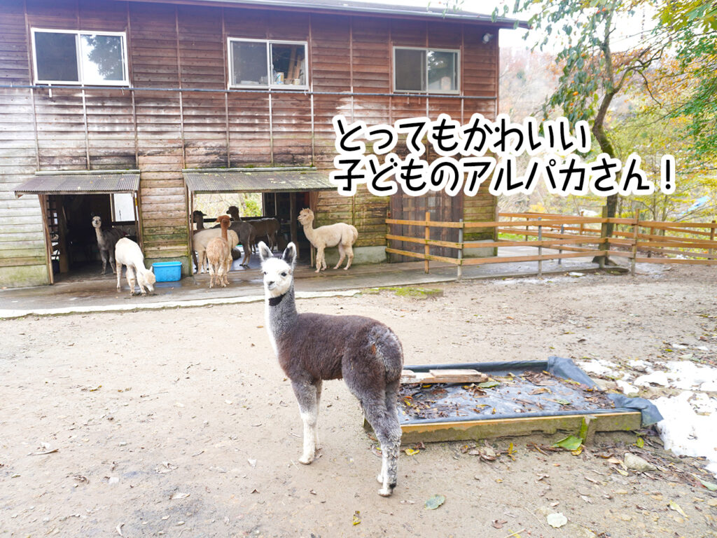 とってもかわいい子どものアルパカさん!