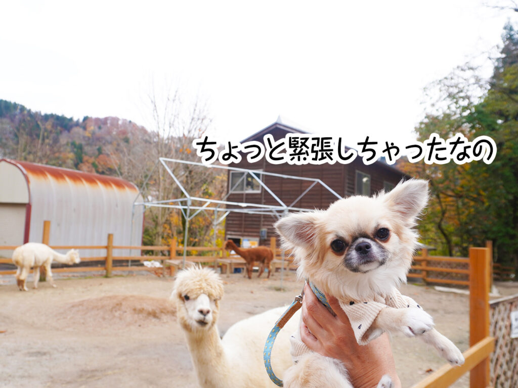 ちょっと緊張しちゃったなの