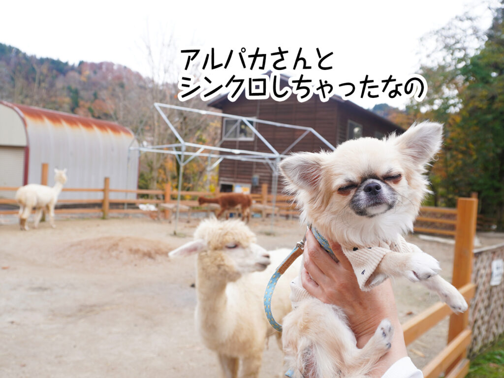 アルパカさんとシンクロしちゃったなの