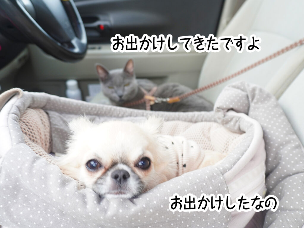 お出かけしてきたですよ お出かけしたなの