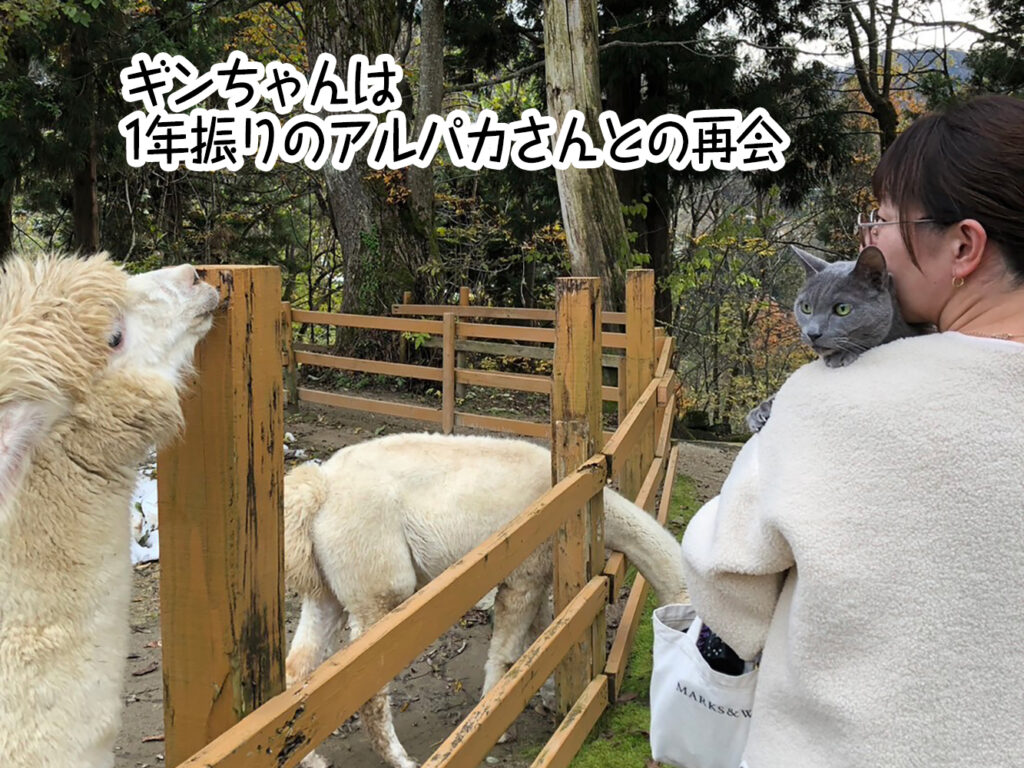 ギンちゃんは1年振りのアルパカさんとの再会