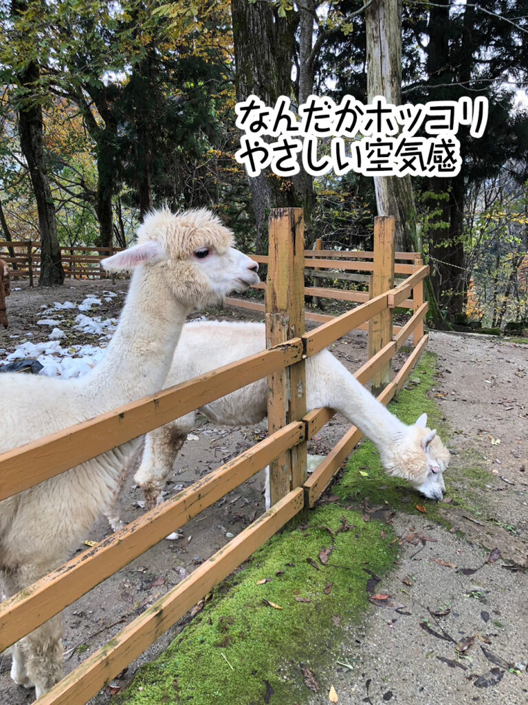 なんだかホッコリやさしい空気感