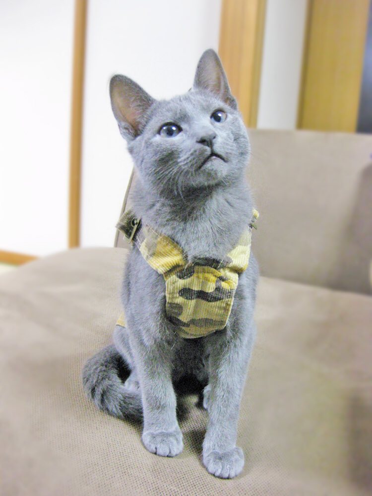 ギンちゃんパピー期