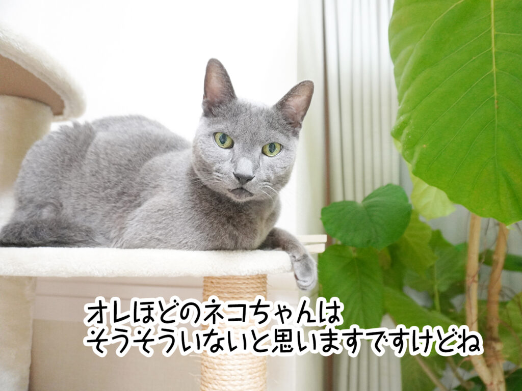 オレほどのネコちゃんはそうそういないと思いますですけどね