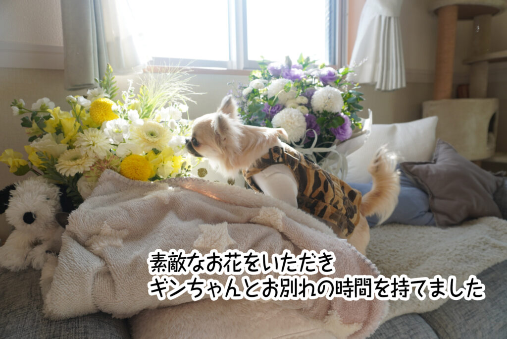 素敵なお花をいただきギンちゃんとお別れの時間を持てました