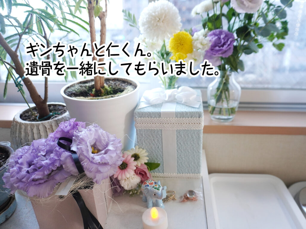 ギンちゃんと仁くん。遺骨を一緒にしてもらいました。