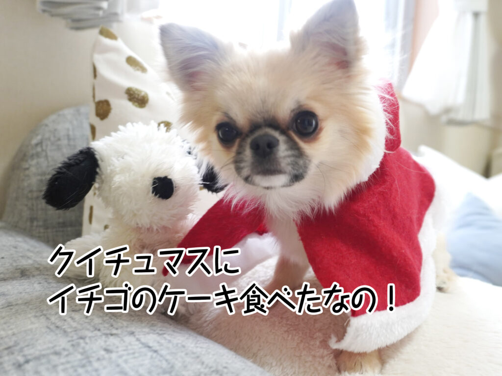 クイチュマスにイチゴのケーキ食べたなの！