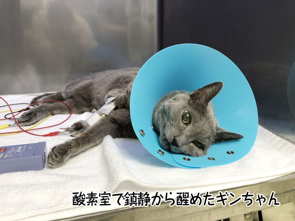 酸素室で鎮静から醒めたギンちゃん