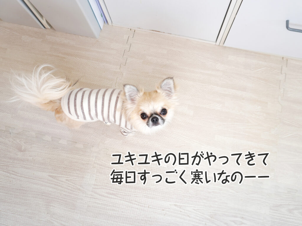 ユキユキの日がやってきて 毎日すっごく寒いなのーー