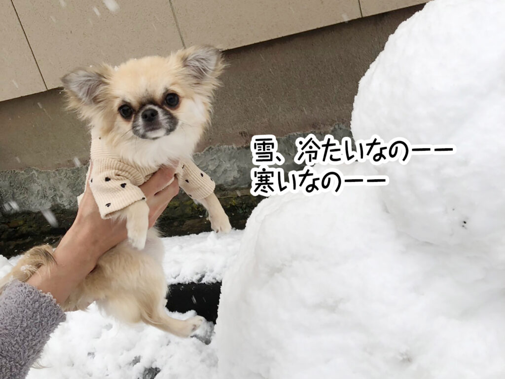 雪、冷たいなのーー寒いなのーー