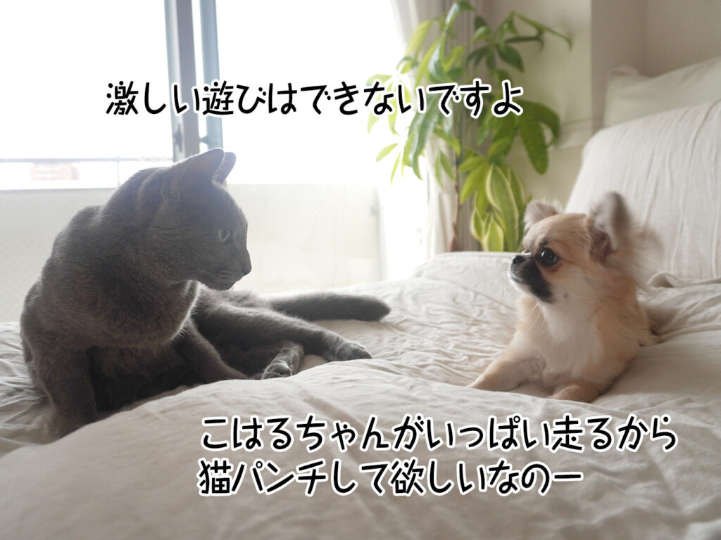 激しい遊びはできないですよ