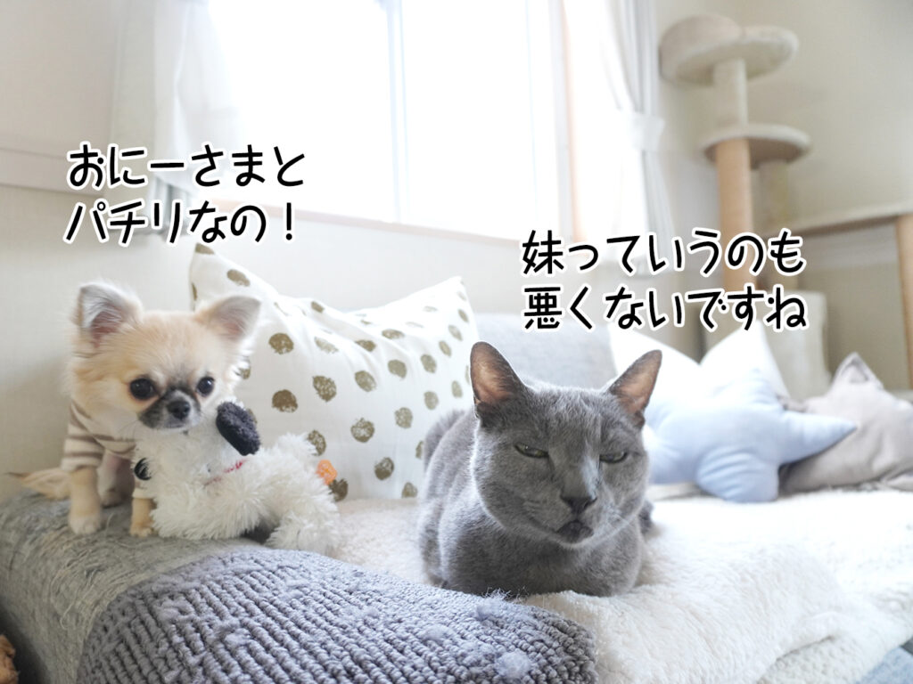 おにーさまとパチリなの！