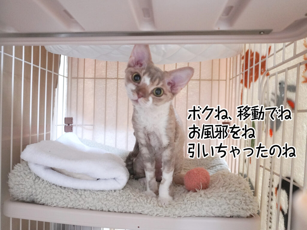 僕ね、移動でね お風邪をね 引いちゃったのね