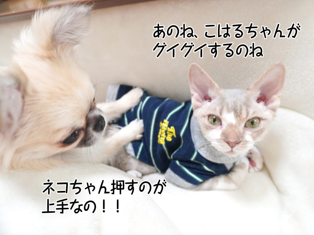 あのね、こはるちゃんがグイグイするのね