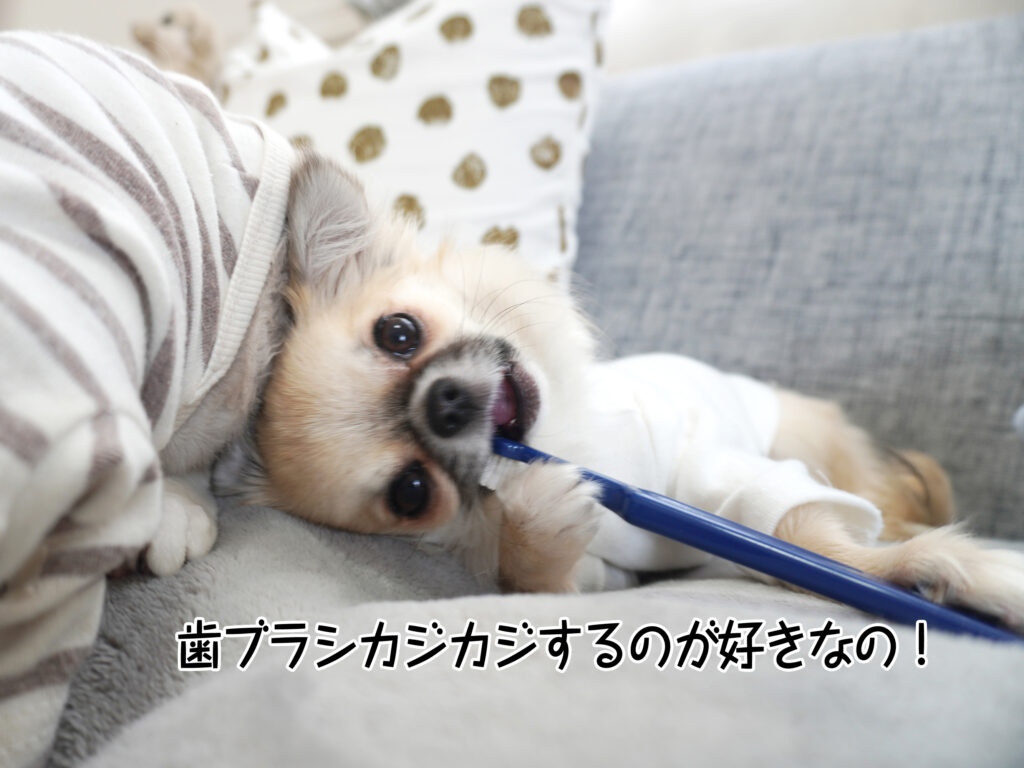 歯ブラシカジカジするのが好きなの！