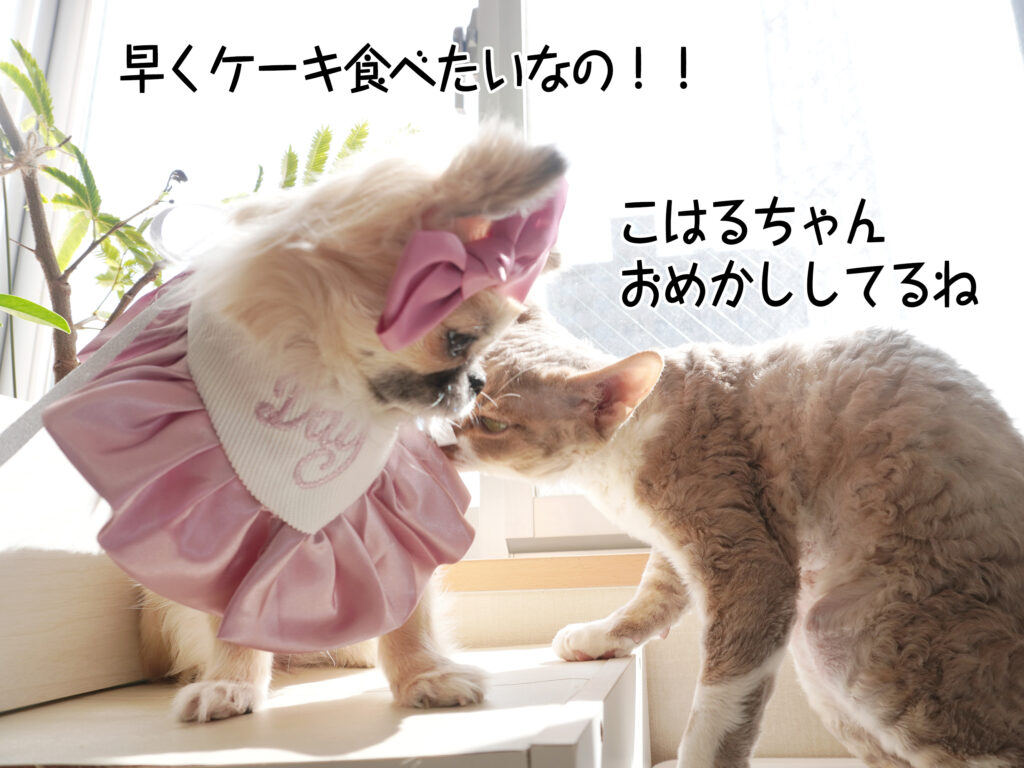 早くケーキ食べたいなの！！