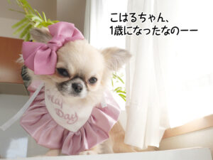 こはるちゃん、 1歳になったなのーー