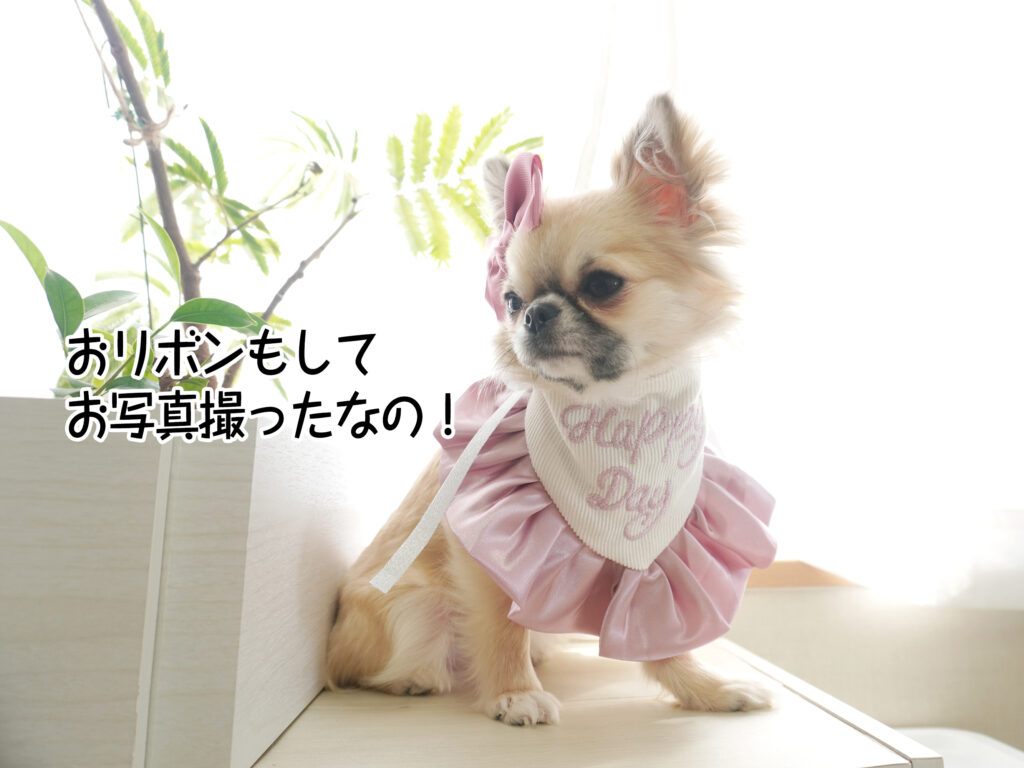 おリボンもしてお写真撮ったなの！