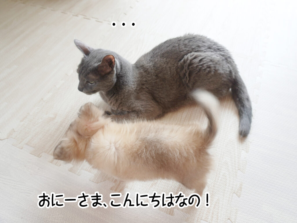 おにーさま、こんにちはなの！