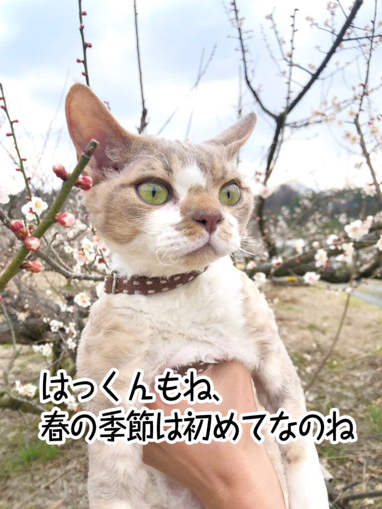 はっくんもね、春の季節は初めてなのね
