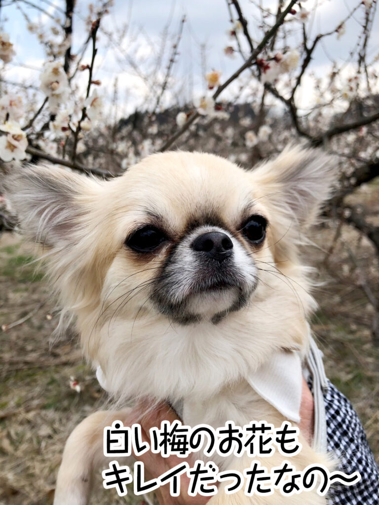 白い梅のお花もキレイだったなの~