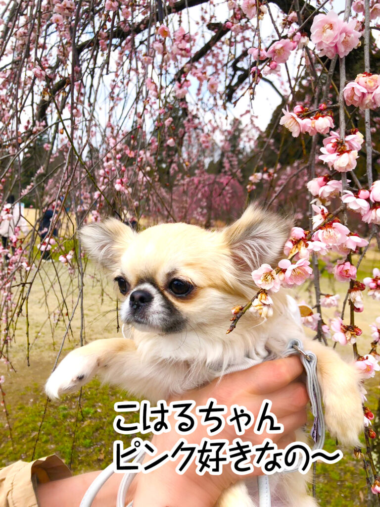 こはるちゃんピンク好きなの~