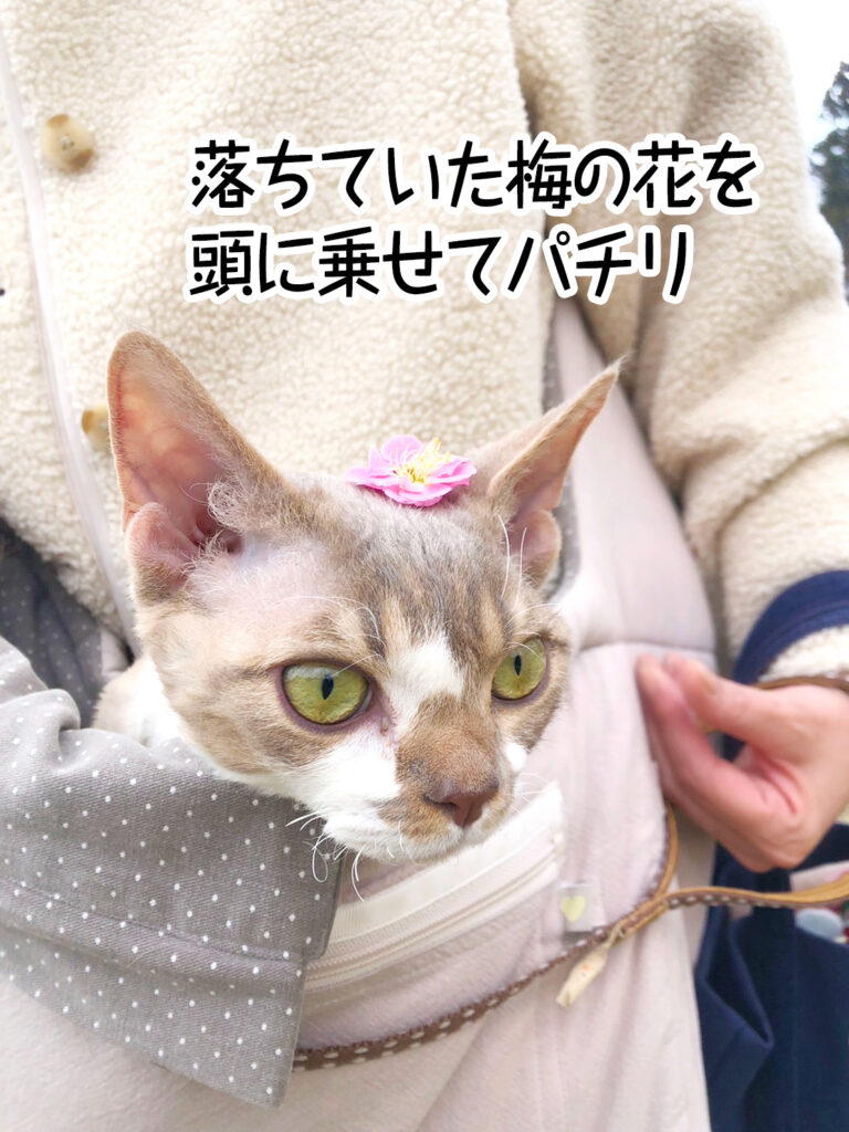 落ちていた梅の花を頭に乗せてパチリ