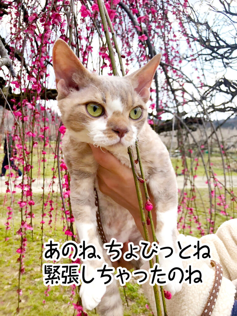 あのね、ちょびっとね緊張しちゃったのね