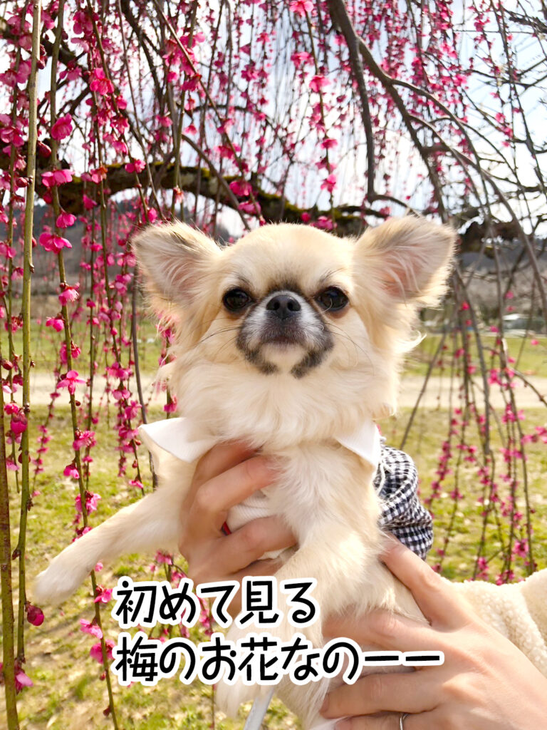 初めて見る 梅のお花なのーー