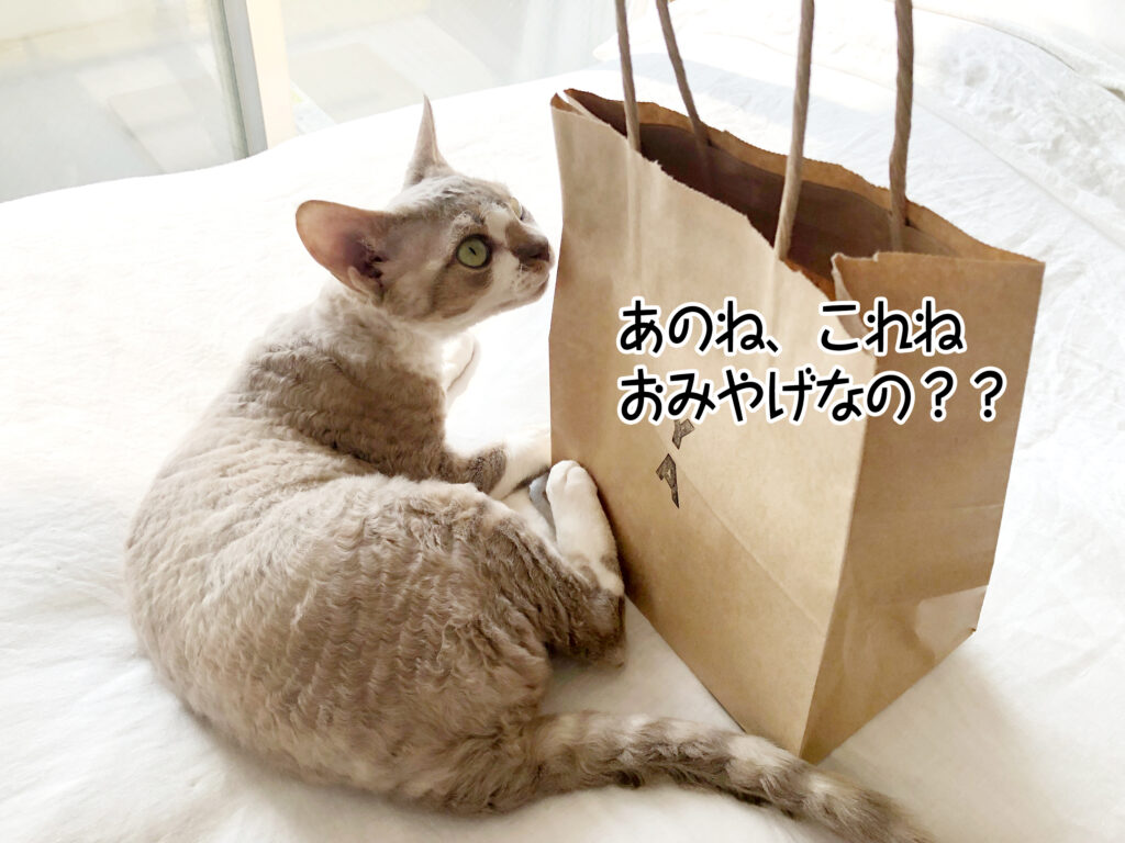 あのね、これね おみやげなの??