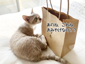 あのね、これね おみやげなの？？