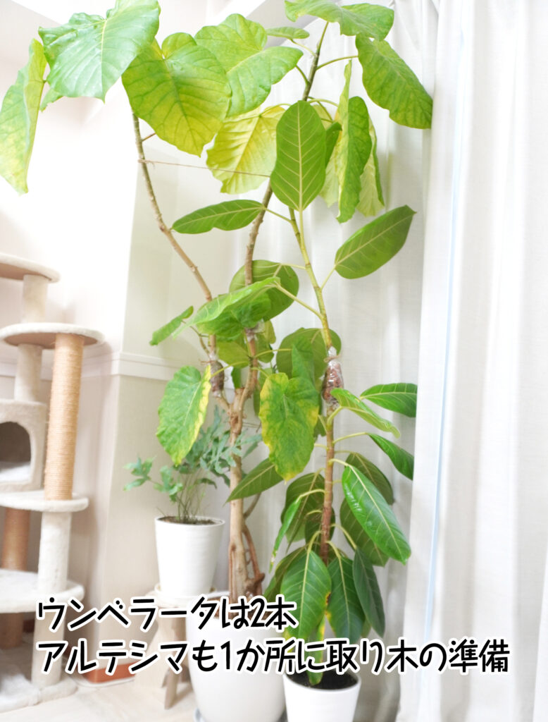 ウンベラータは2本,アルテシマも1か所に取り木の準備