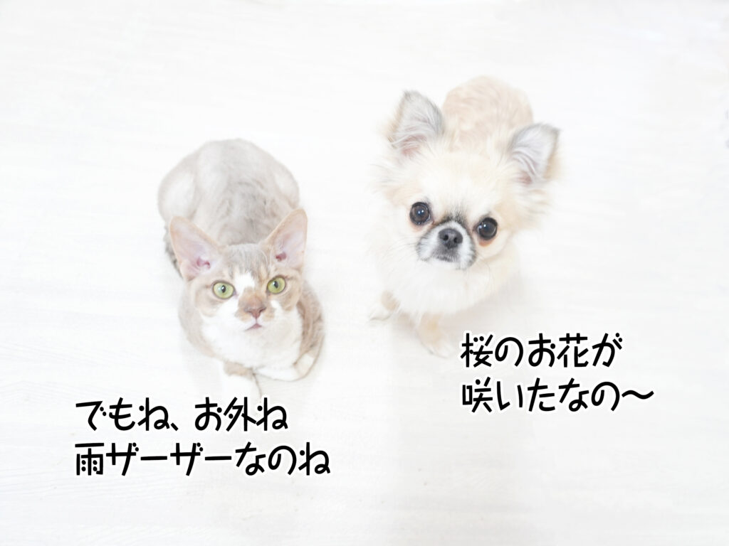 桜のお花が咲いたなの～でもね、お外ね、雨ザーザーなのね