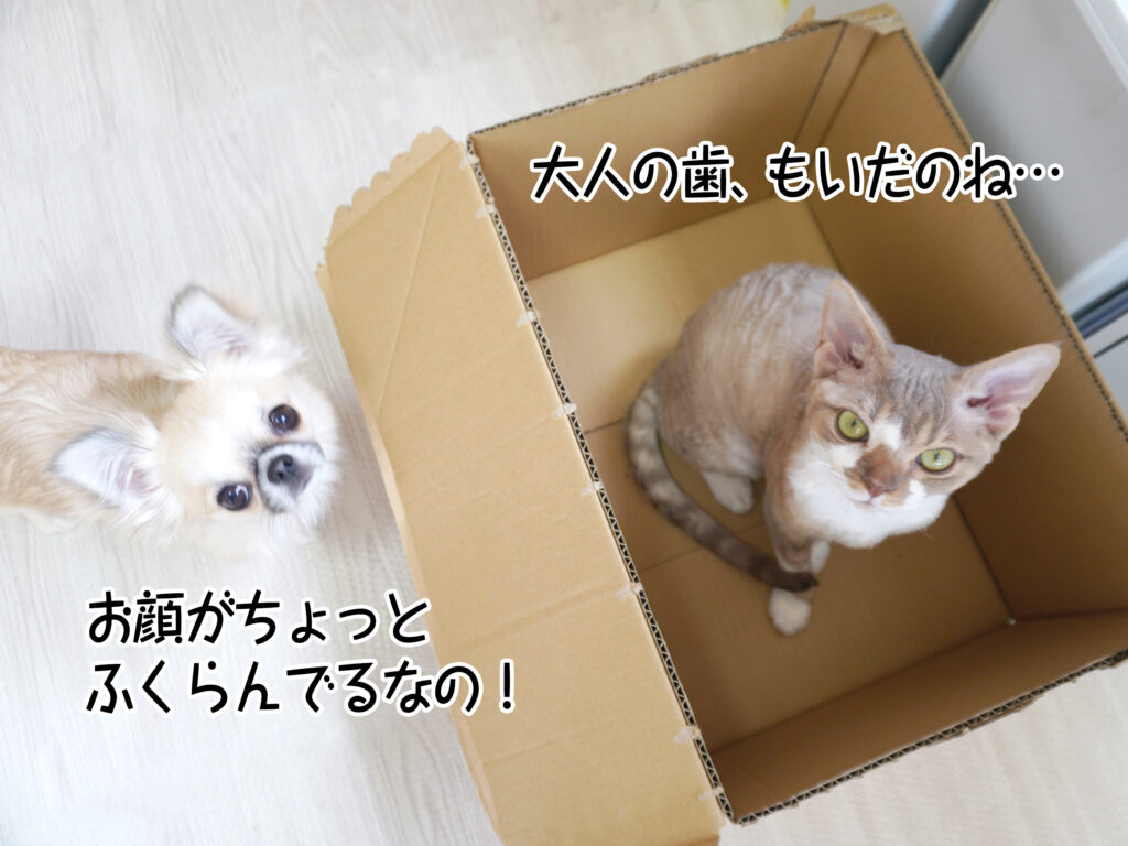 お顔がちょっとふくらんでるなの！